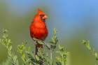 Northern cardinal- male perched in Texas Persimmon bush- southwest Texas. Art Print